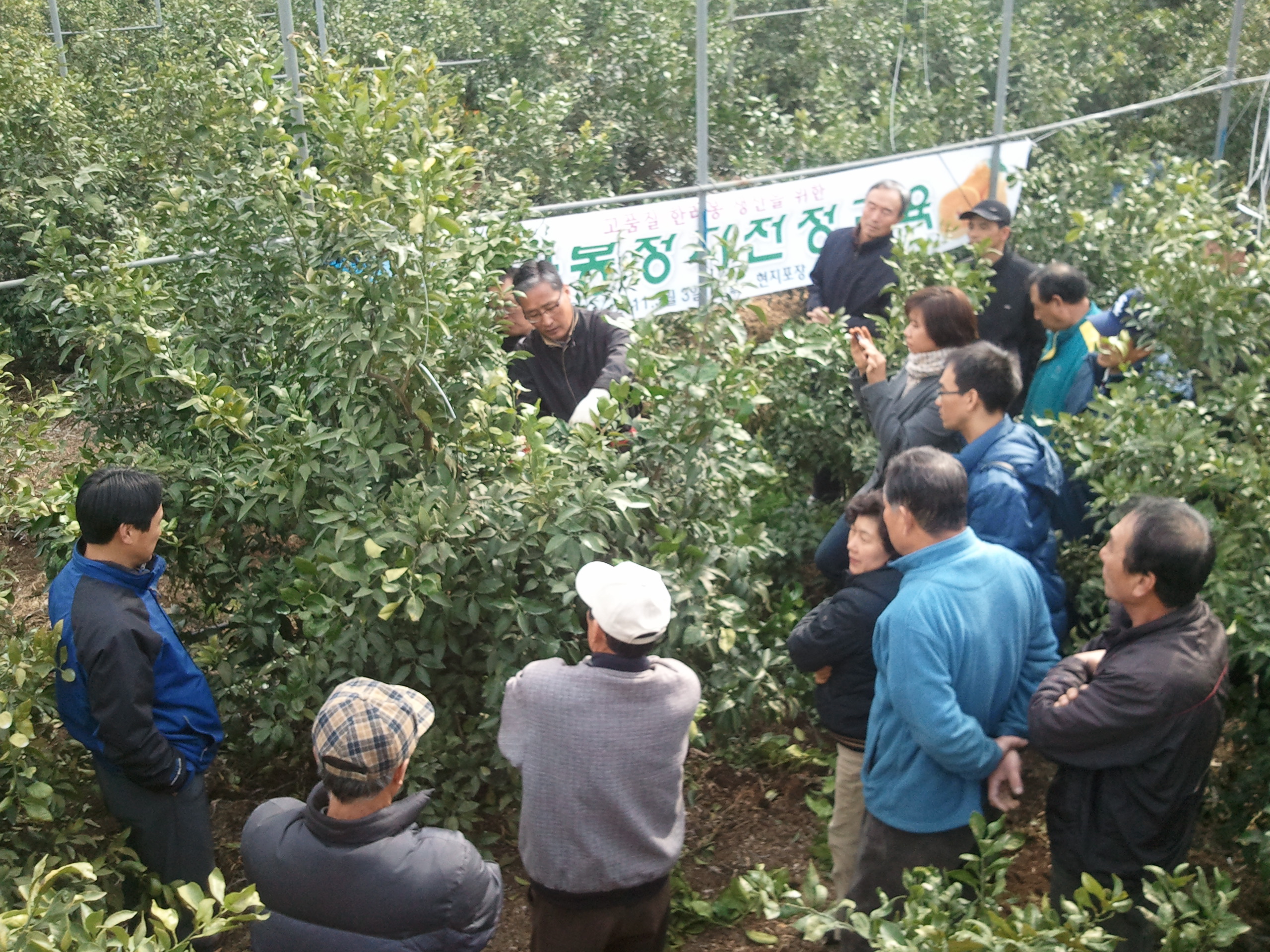 한라봉 전정교육(남원, 위미)